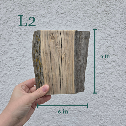 The Woodland Keepsake Portrait